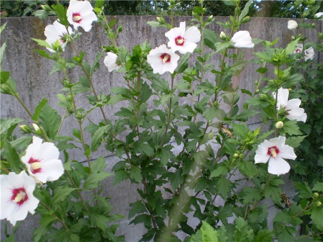 hibiskus